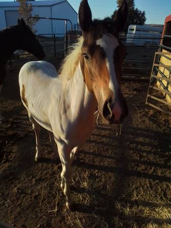 Photo Shelby is a 5 year old paint mare With a five month old paint filly At $2,600