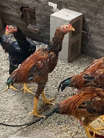 INDIO GIGANTE GAME CHICKENS BRAZIL $1 | Garden Items For Sale
