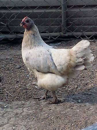 Photo Laying Hens $40 to $45 Each (One Year to Two and a Half Years Old) $40