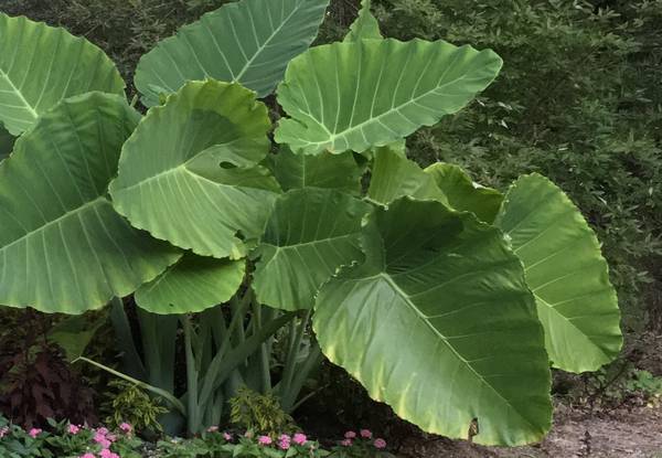 Photo ELEPHANT EARS AND 2 TYPES OF FERNS $10