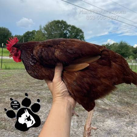 Photo Rhode Island Red Laying Hens $30