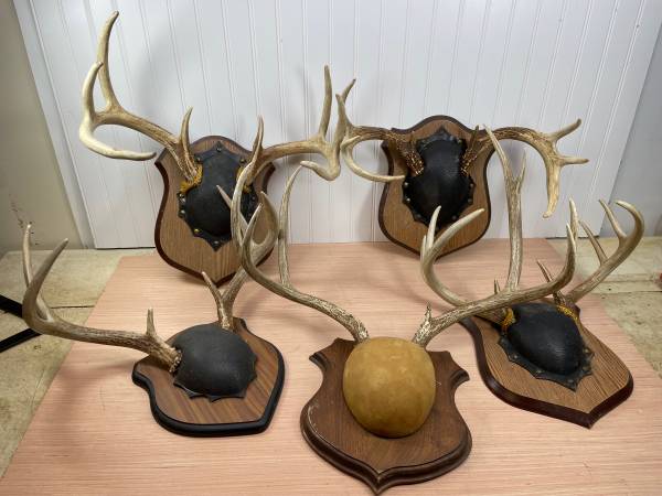 Photo 5 set Whitetail and Mule Deer antlers decor taxidermy hunting $100