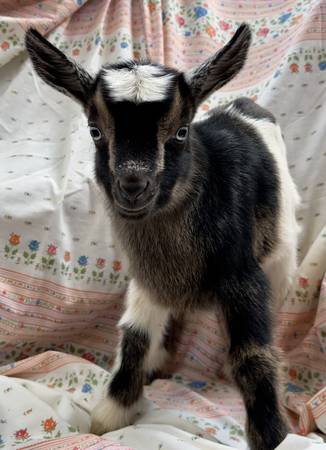 MDGA Mini Saanen (nigerian dwarf) Goats | Garden Items For Sale ...