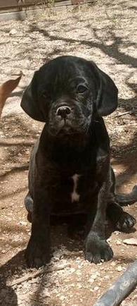 Cocker Spaniel Mix - Classifieds - Shoppok