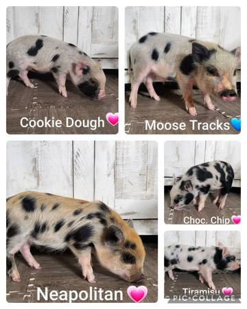 Photo Pet Mini Pigs $300