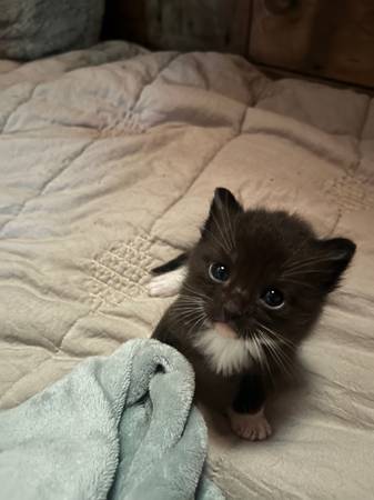 Raven the Ragdoll Kitty | General Items | Lawrence, KS | Shoppok
