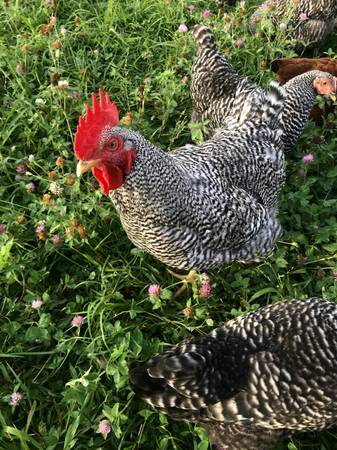 Photo Big Barred Rock Rooster $10
