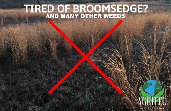 Photo How to Get Rid of Broom Sedge, Ragweed, Milk weed, Nettle and More