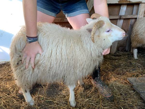 Photo Shetland ram $150