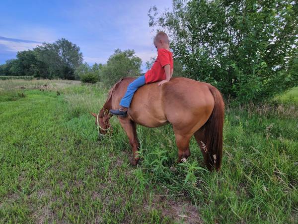 Horse riding lessons $40