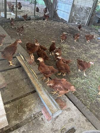Photo Rhode Island Red chicks $10