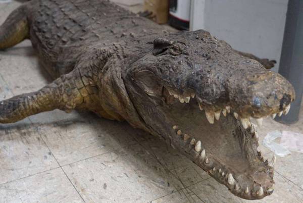 Record-Breaking Giant 12 Foot Authentic American Alligator Full Body Taxidermy M $11,000