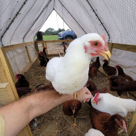 Photo Rhode Island White Chickens $45
