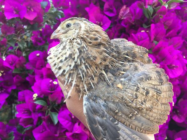 COTURNIX QUAIL HATCHING EGGS QUAILS JAPANESE KING $5 | Garden Items For