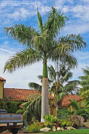 Photo Cuban Royal Palm Tree Roystonea regia Florida Tropical Palms