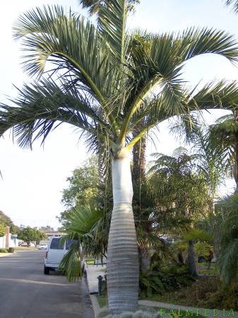 Dypsis decipiens Manambe Palm Tree Tropical Palms Trees | Garden Items ...