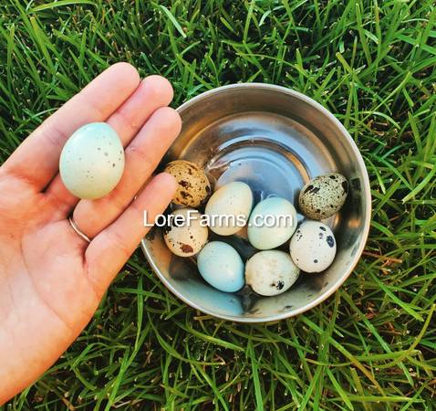 Photo Hatching Eggs Celadon Coturnix Quail Button Quail Hen Rooster