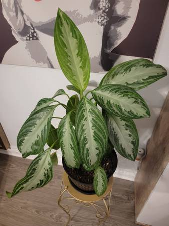 Photo Life House plant Indoor Chinese Evergreen (Silver Bay, Aglaonema) Pot $18