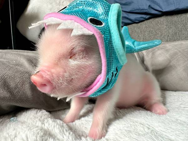 Photo Mini Pig - Juliana Mini Pig - Indoor Micro Pig $650