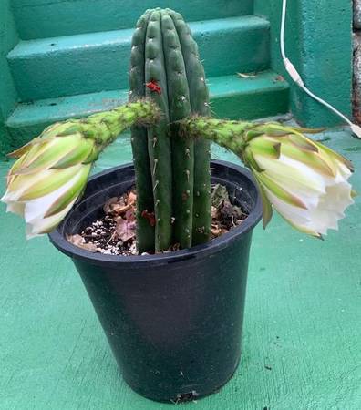 Photo SAN PEDRO CACTUS Echinopsis Pachanoi in bloom $20