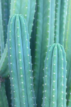 Photo San Pedro Cactus - fresh cuttings $15