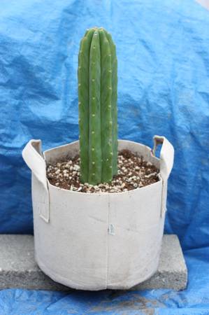 Photo San Pedro Cactus - rooted in pots $35