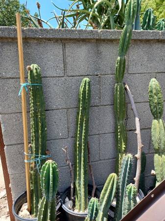 Photo San Pedro cactus - Trichocereus Pachano - rooted plants $15
