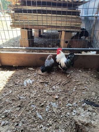 Photo Silver duck wing chickens $60