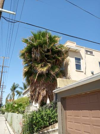Two Story Tall Palm Tree for your shade and enjoyment $49
