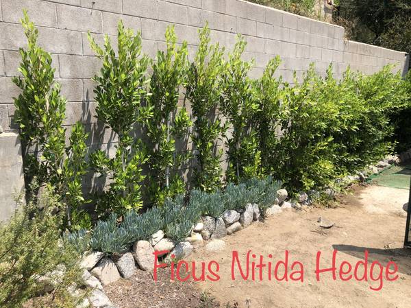 Photo ficus nitida 15 gallon 7 ft tall  October hedge liquidation  $45