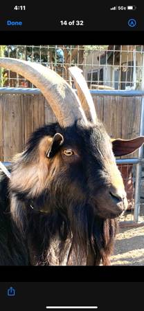 Photo billy goat $250