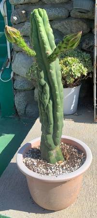 gorgeous SAN PEDRO Cactus in bloom $150