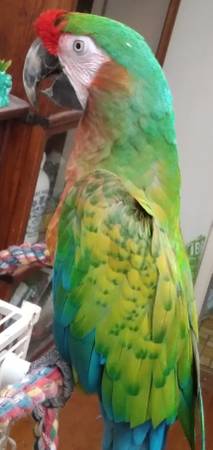 Photo shamrock macaw bird for sale $3,200
