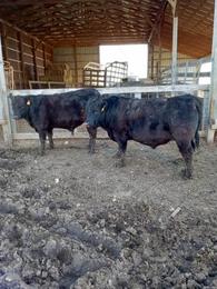 Half Wagyu & half Hereford Steer | Garden Items For Sale | Western ...