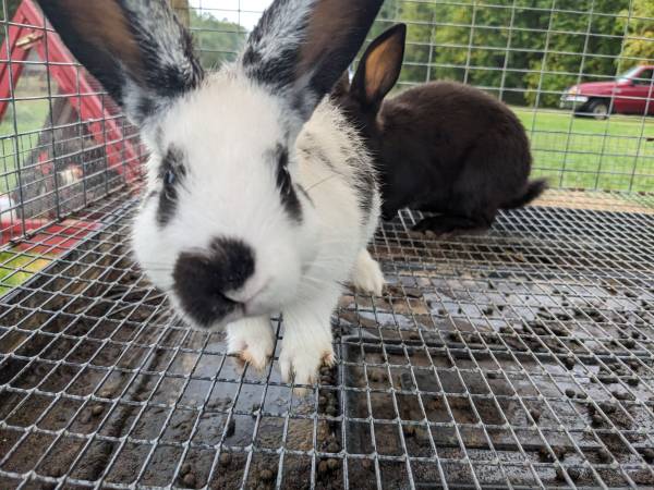 Photo Silver Fox cross rabbits - ready for a new home $25