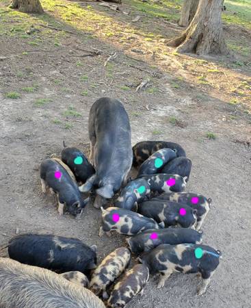 kune-kune-x-berkshire-pig-cross-piglets-125-garden-items-for-sale