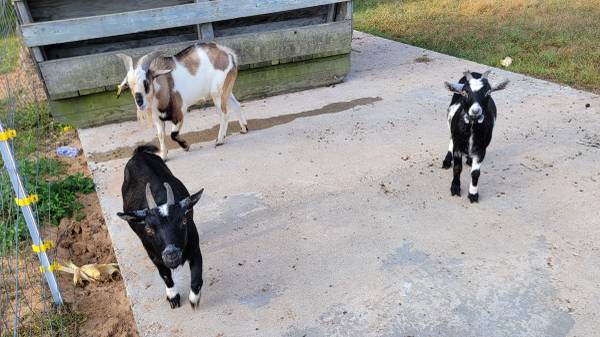 7 pygmy goats for the price of 3 $300