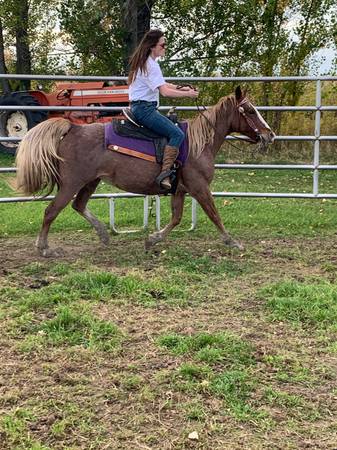 Photo Foxy reg name Flames Cotten Candy is a producing riding mare $7,500