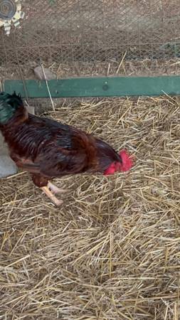 Photo Rhode Island Red Rooster $2