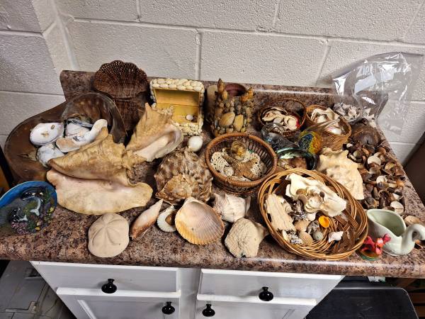 Photo Lots of Sea shells and collectibles $55