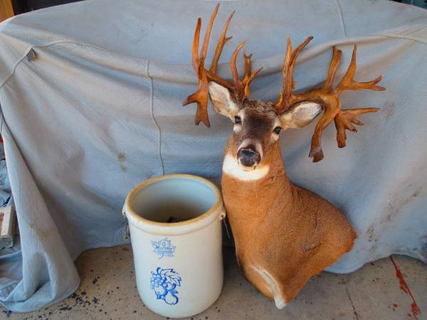Photo (NICE) Whitetail Deer Mount $1,200