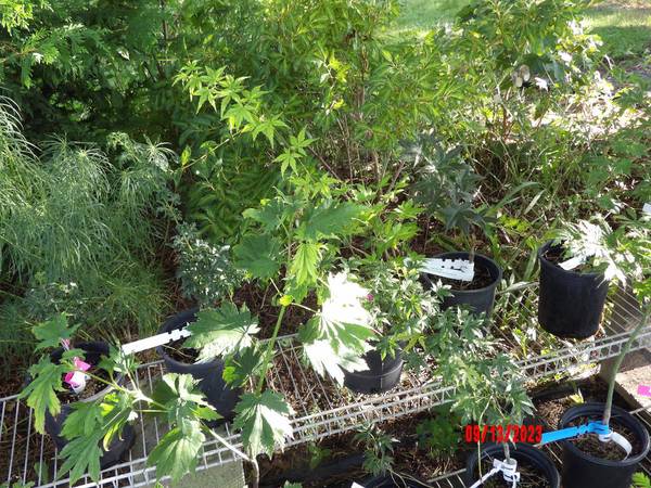 Photo SPECIAL Japanese Maple SALE $30