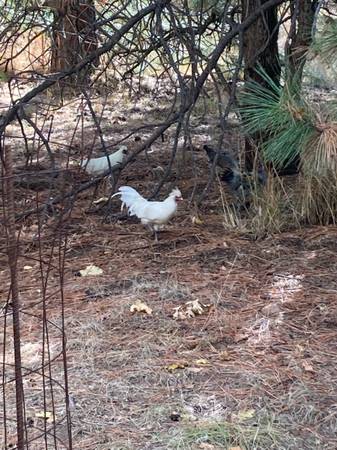 Photo FREE All white Rooster silkie cross with american game cock