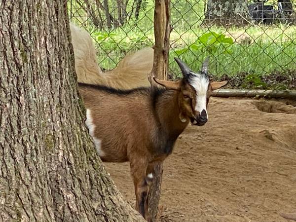 Photo Registered Nigerian Dwarf Billy goat $175