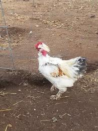 Ganoi Madagascar Naked Neck Hens 100 Garden Items For Sale Sacramento CA Shoppok