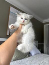 Raven the Ragdoll Kitty | General Items | Lawrence, KS | Shoppok