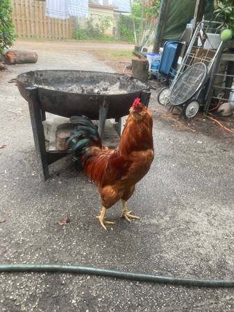 Photo 2 weeks old chickens  pollos bredsner i Rhode Island Red $8