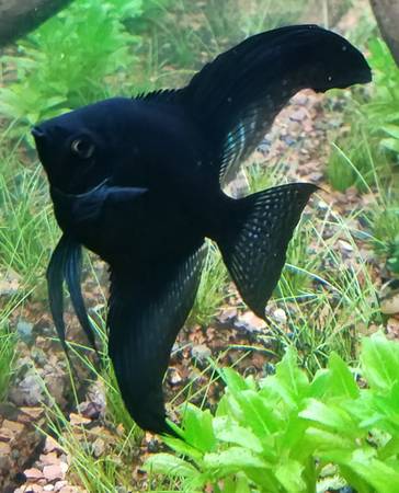 Photo BEAUTIFUL Black Blue Pinoy Angel fish - fresh water