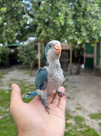 Photo Quaker Bird Parrot Birds Blue Violet Wings $350