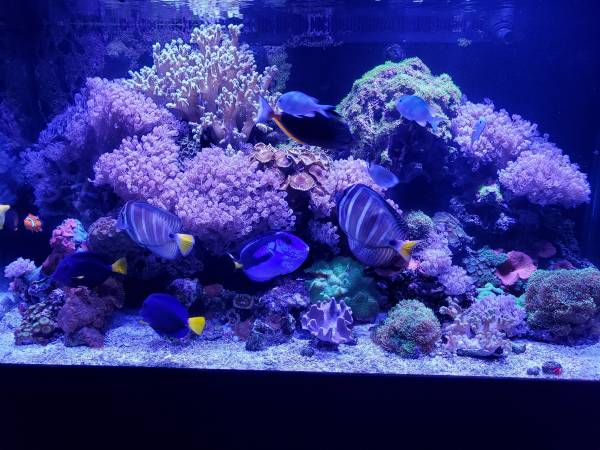 Photo salt water fish tank $2,500